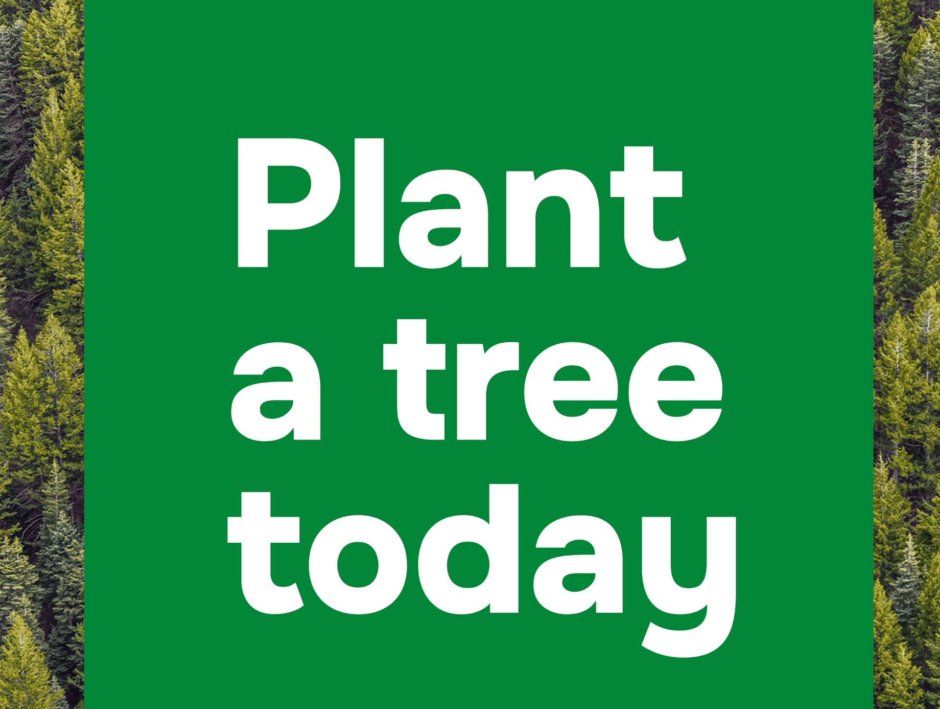 Evertreen Blog Plant a Tree Today