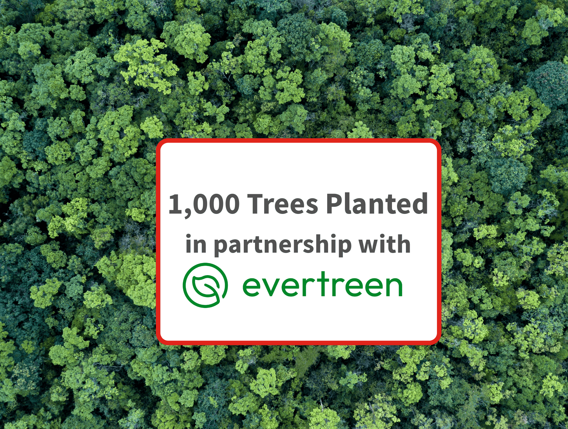 Blog Evertreen-7 (3) Tree Arial View